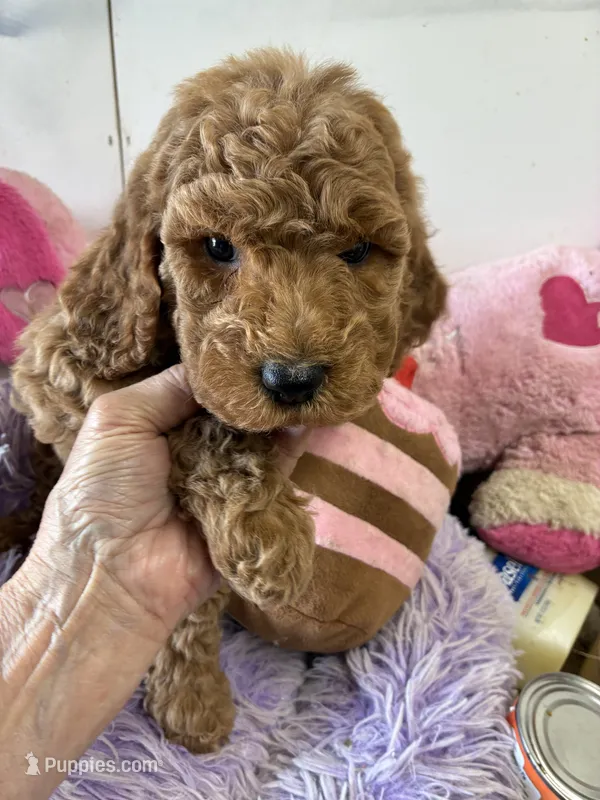 Sheyanne – Goldendoodle puppy for sale in Concordia, KS