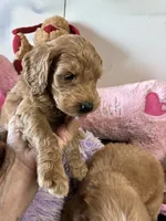 Rosie, a female Goldendoodle for sale in Concordia, KS – 3 of 3