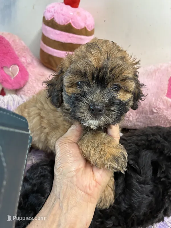 Peaches  – Shihpoo puppy for sale in Concordia, KS