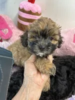 Lillian , a female Shihpoo for sale in Concordia, KS – 1 of 4
