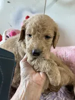 Violet , a female Goldendoodle for sale in Concordia, KS – 4 of 4