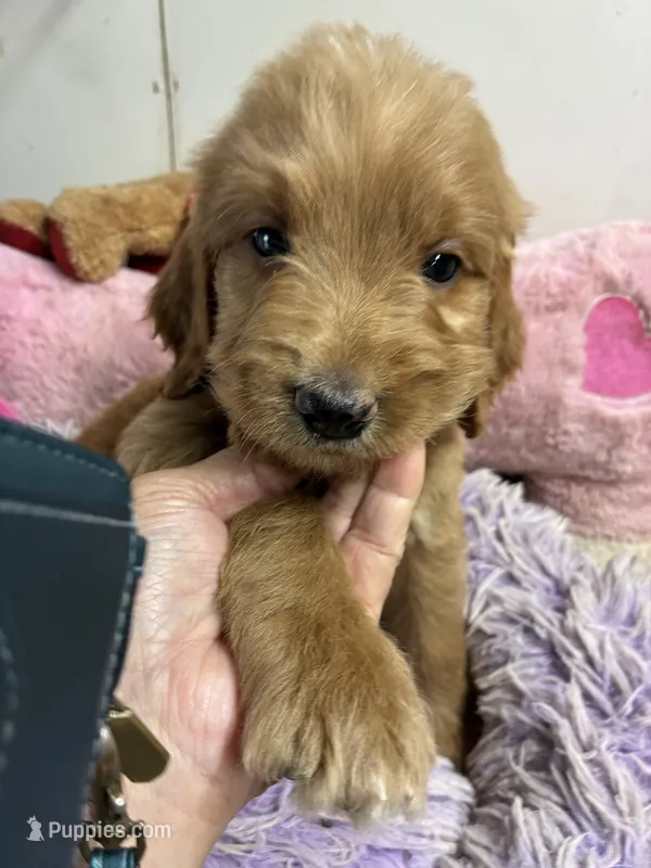 Rusty – Goldendoodle puppy for sale in Concordia, KS