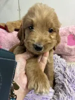 Rusty, a male Goldendoodle for sale in Concordia, KS – 1 of 3