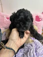 Lily, a female Shihpoo for sale in Concordia, KS – 3 of 3
