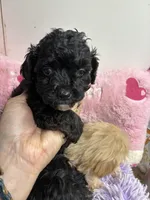 Lily, a female Shihpoo for sale in Concordia, KS – 2 of 3