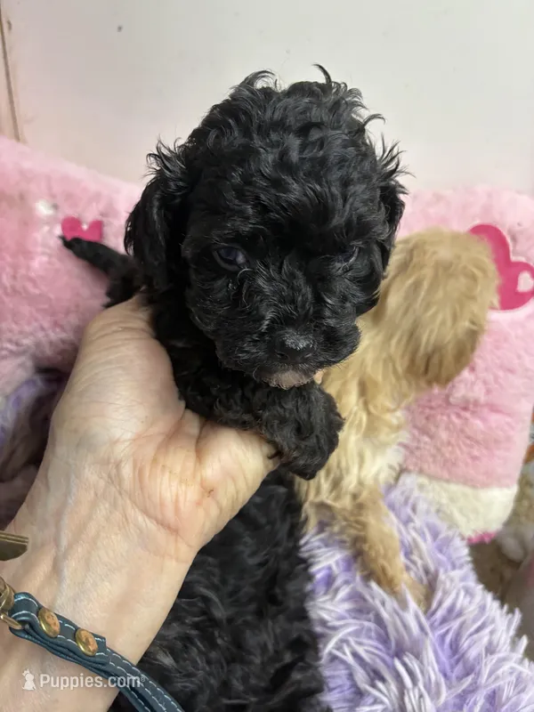 Lily, a female Shihpoo for sale in Concordia, KS – 1 of 3