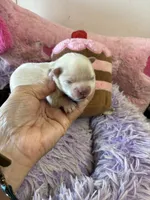 Bella, a female Shihpoo for sale in Concordia, KS – 8 of 10