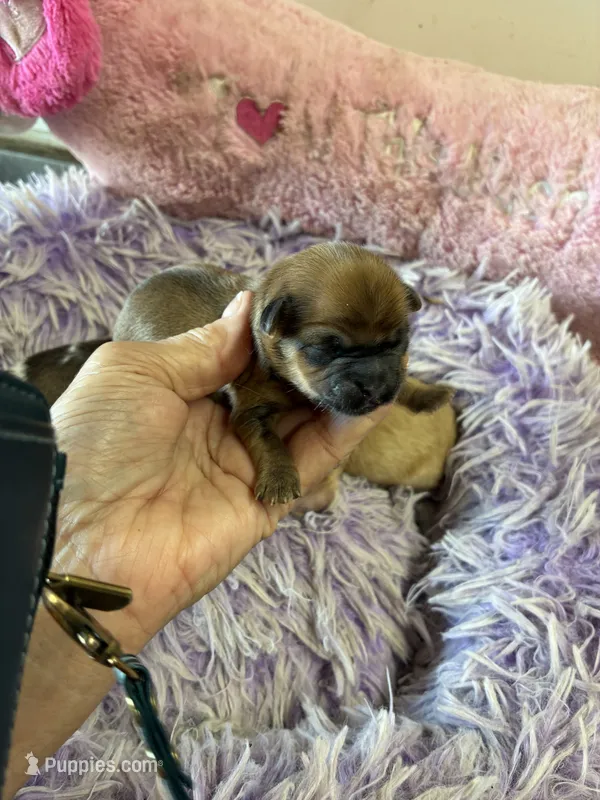 Charlie – Shihpoo, Shorkie puppy for sale in Concordia, KS