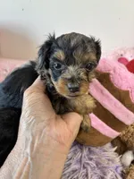 Mabel, a female Yorkipoo for sale in Concordia, KS – 2 of 6