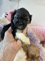 Kitty, a female Shihpoo for sale in Concordia, KS – 4 of 7