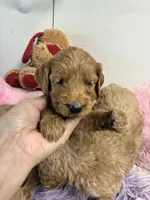 Ruby, a female Goldendoodle for sale in Concordia, KS – 3 of 7