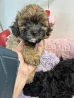 Lillian , a female Shihpoo for sale in Concordia, KS – 4 of 4