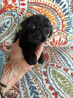 Bella, a female Yorkipoo for sale in Concordia, KS – 2 of 8