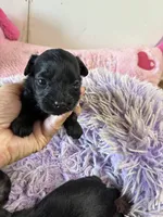 Ariel, a female Yorkipoo for sale in Concordia, KS – 1 of 3