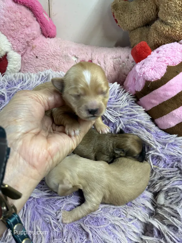Ariel – Shihpoo puppy for sale in Concordia, KS