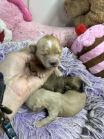 Ariel, a female Shihpoo for sale in Concordia, KS – 1 of 5