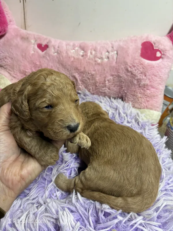 Vivian – Goldendoodle puppy for sale in Concordia, KS