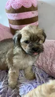 Snickerdoodle , a female Shihpoo for sale in Concordia, KS – 3 of 9