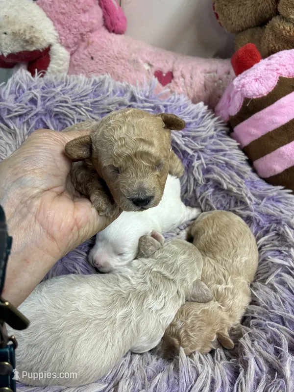 Pepe – Peekapoo puppy for sale in Concordia, KS