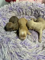 Ariel, a female Shihpoo for sale in Concordia, KS – 3 of 5