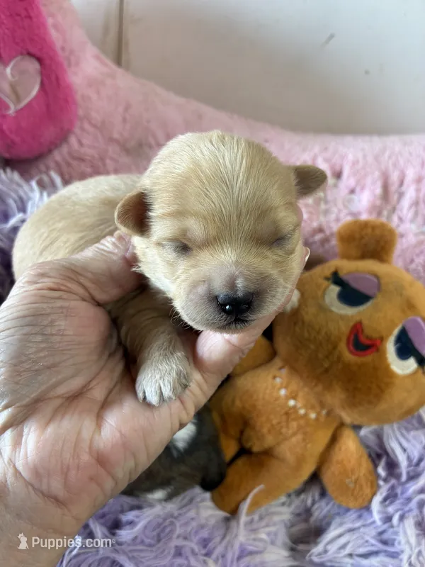 Benjy – Shihpoo, Shorkie puppy for sale in Concordia, KS