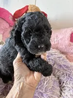 Timmy, a male Shihpoo for sale in Concordia, KS – 5 of 6