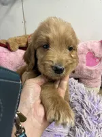 Rusty, a male Goldendoodle for sale in Concordia, KS – 2 of 3