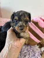 Mabel, a female Yorkipoo for sale in Concordia, KS – 6 of 6