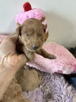 Pumpkin , a female Goldendoodle for sale in Concordia, KS – 2 of 4