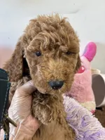 Pebbles , a female Goldendoodle for sale in Concordia, KS – 3 of 5