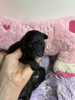 Sophie , a female Shihpoo and Poodle - Toy  for sale in Concordia, KS – Photo 6 of 8