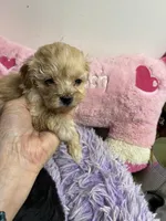 Peaches , a female Shihpoo and Poodle - Toy  for sale in Concordia, KS – Photo 5 of 5