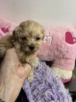 Peaches , a female Shihpoo and Poodle - Toy  for sale in Concordia, KS – Photo 2 of 5