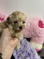 Peaches , a female Shihpoo and Poodle - Toy  for sale in Concordia, KS – Photo 3 of 5