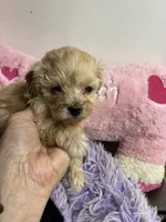Peaches , a female Shihpoo and Poodle - Toy  for sale in Concordia, KS – Photo 1 of 5