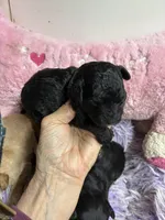 Sophie , a female Shihpoo and Poodle - Toy  for sale in Concordia, KS – Photo 2 of 8
