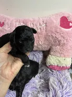 Sophie , a female Shihpoo and Poodle - Toy  for sale in Concordia, KS – Photo 8 of 8