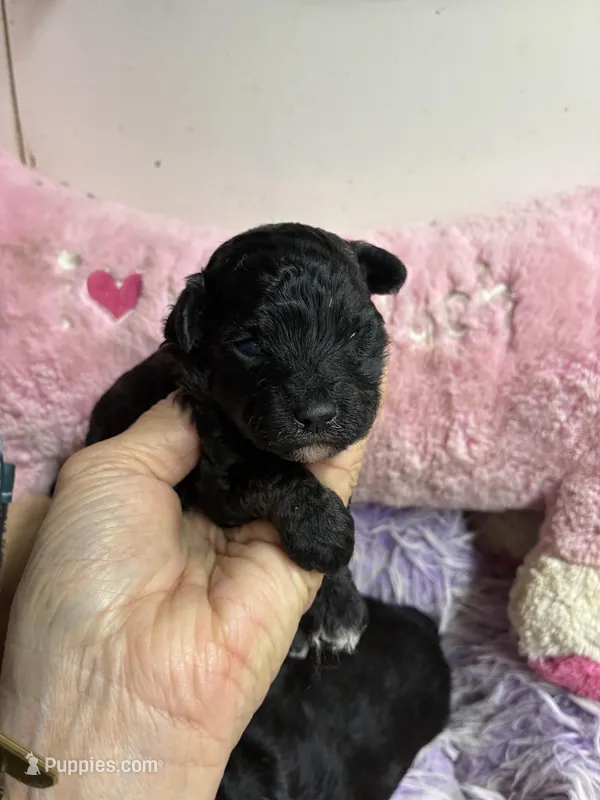 Sophie  – Shihpoo, Poodle - Toy  puppy for sale in Concordia, KS