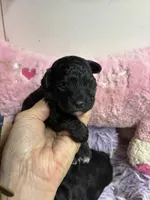 Sophie , a female Shihpoo and Poodle - Toy  for sale in Concordia, KS – Photo 1 of 8