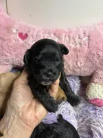Sophie , a female Shihpoo and Poodle - Toy  for sale in Concordia, KS – Photo 5 of 8