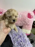 Peaches , a female Shihpoo and Poodle - Toy  for sale in Concordia, KS – Photo 4 of 5