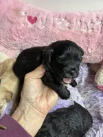 Sophie , a female Shihpoo and Poodle - Toy  for sale in Concordia, KS – Photo 3 of 8
