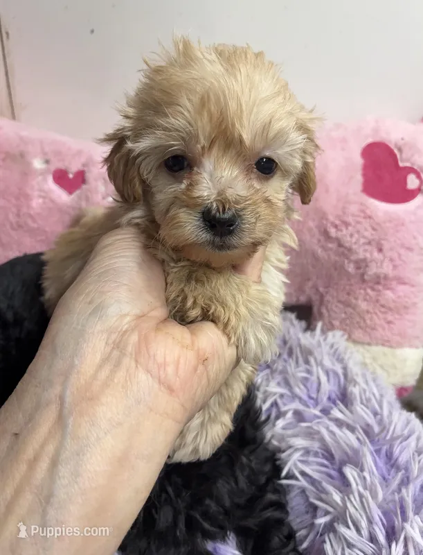 Peaches  – Shihpoo, Poodle - Toy  puppy for sale in Concordia, KS