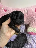 Sophie , a female Shihpoo and Poodle - Toy  for sale in Concordia, KS – Photo 7 of 8