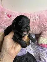 Sophie , a female Shihpoo and Poodle - Toy  for sale in Concordia, KS – Photo 4 of 8