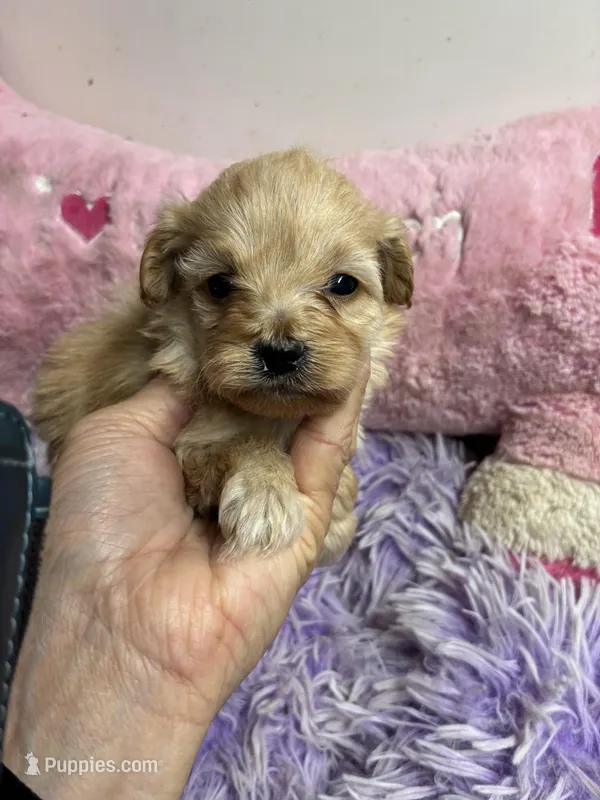Sophie  – Shihpoo, Poodle - Toy  puppy for sale in Concordia, KS