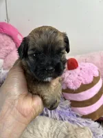 Candy, a male Shihpoo for sale in Concordia, KS – 2 of 4