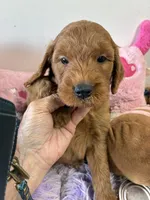 Archie, a male Goldendoodle for sale in Concordia, KS – 4 of 6