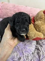 Koko, a male Shihpoo for sale in Concordia, KS – 6 of 8