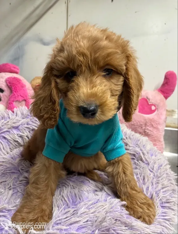 Archie – Goldendoodle puppy for sale in Concordia, KS